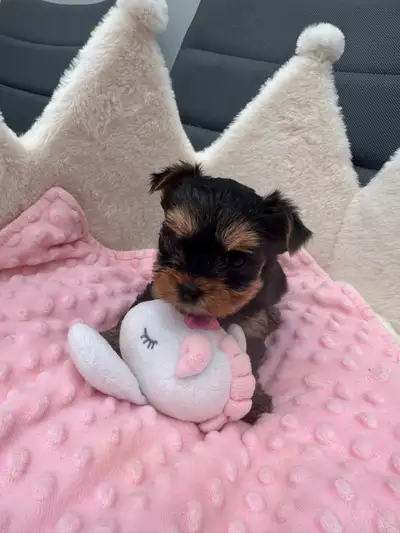 Gorgeous Teacup Yorkies, View more