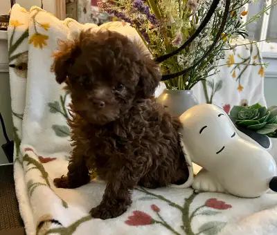 Brown Toy Poodle puppies, View more