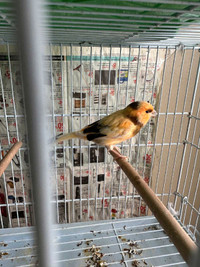 Male Canary