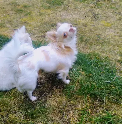 Guardian Home Needed  male  Chihuahua, View more