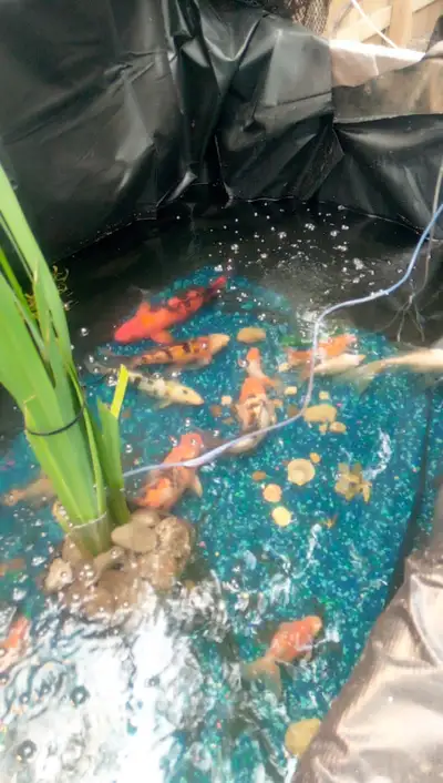 Koi, butterfly koi, fancy gold fish, View more
