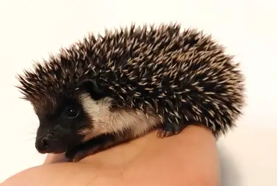 ♥♥♥ Xavier Delivery INCLUSIONS Sweet full masked hedgehog baby Plz Text for fastest response *Habita...