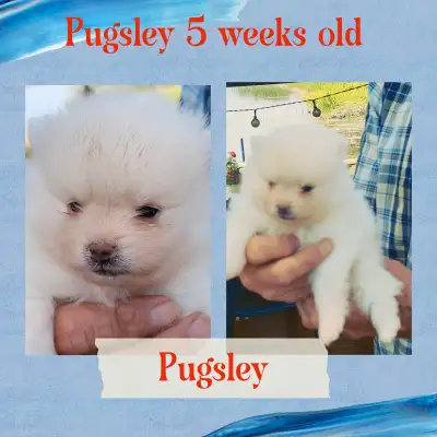 Beautiful Pomeranian Puppies two boys and one girl. Boys both have eyes . Mom is a merle and dad is...