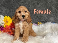 Stunning Cockapoo Puppies Ready For New Homes