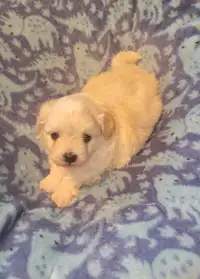 2 ChiPoo & 1 Chihuahua puppy available 