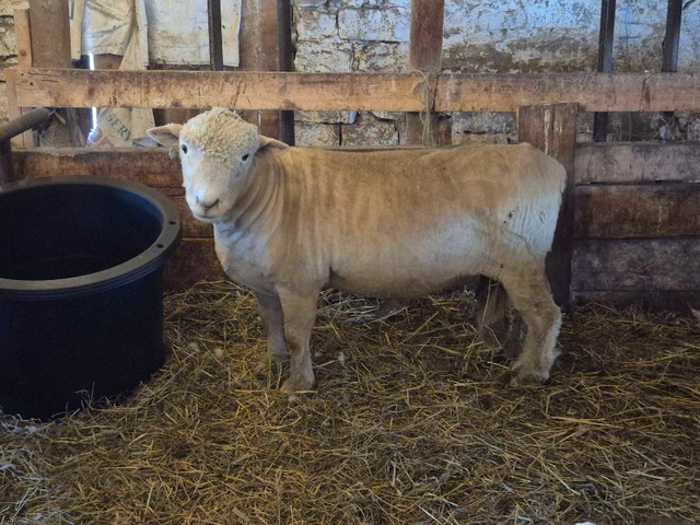 Southdown Ram in Livestock in Ottawa