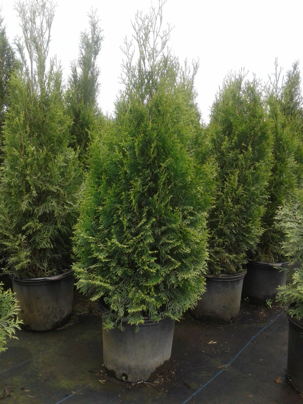 Emerald Cedar Trees (Potted) 3 - 5 gallon in Plants, Fertilizer & Soil in Chilliwack - Image 4