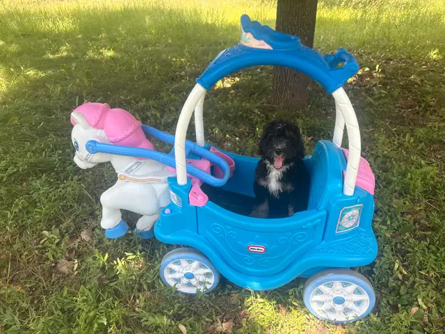 In training Mini Bernedoodles in Dogs & Puppies for Rehoming in Mississauga / Peel Region - Image 8