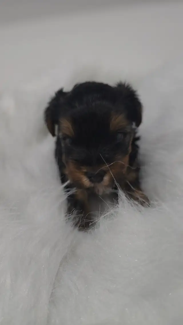 YORKSHIRE TERRIER PUPPY(male) in Dogs & Puppies for Rehoming in Oshawa / Durham Region - Image 10