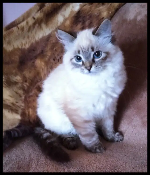 Siberian Kittens (Neva Masquerade). Hypoallergenic/Low Allergen