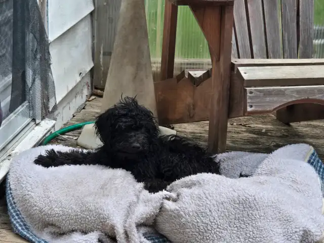 Purebred male pup in Dogs & Puppies for Rehoming in Stratford - Image 2