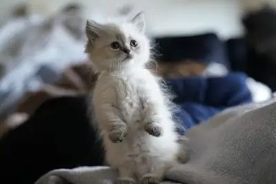 Munchkin / Fold Kittens - Ready Feb 25th, View more