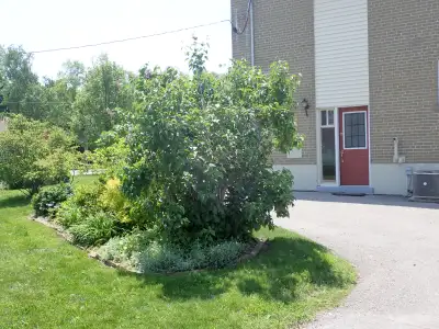 Well kept, bright, clean, bachelor basement apartment