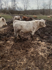 Bull calves  for  sale 