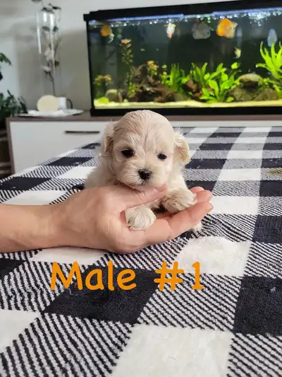 Adorable Maltipoo puppies for sale!, View more