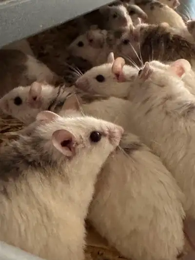 African Soft-furred Rats for sale, View more
