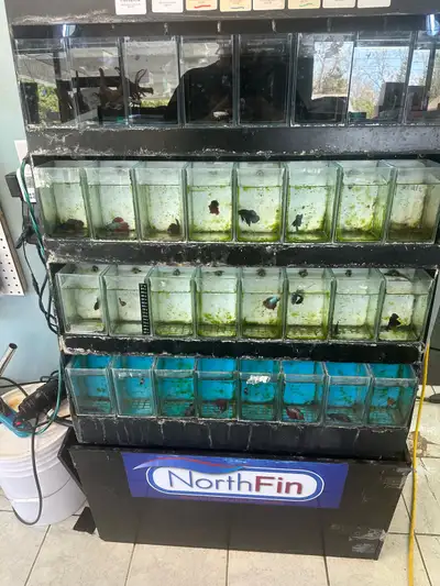 retail betta display system., View more