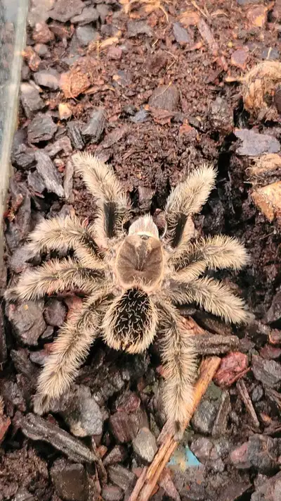 Honduran curly hair tarantula, View more