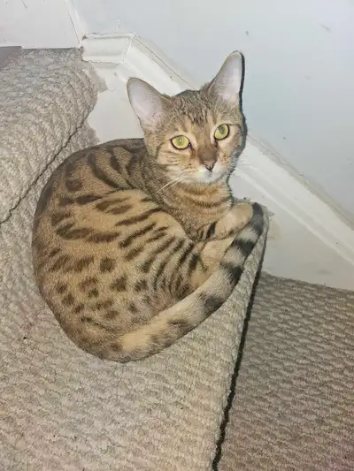 Bengal 10 Months old Female, View more