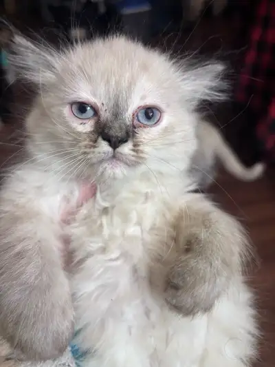 Himalayan kittens ( one left ), View more