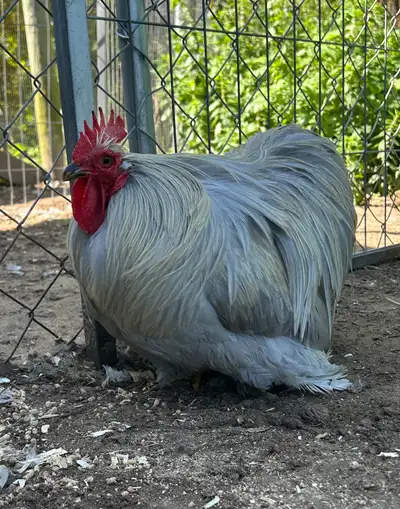 Lavender Bantam Cochin rooster, View more