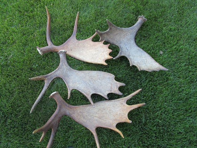Paying Cash for Antler Sheds in Arts & Collectibles in Medicine Hat