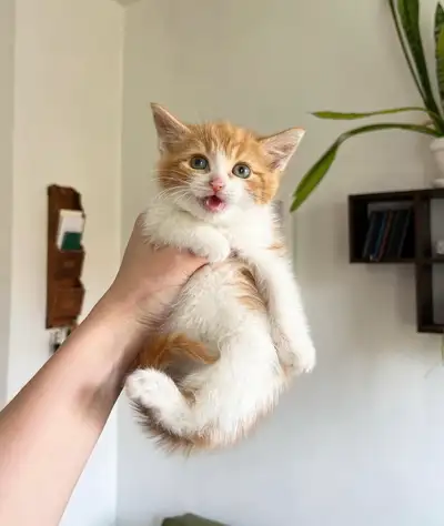 8 weeks old The kittens are dewormed they eat hard food, they are litter trained. Ready to go to the...