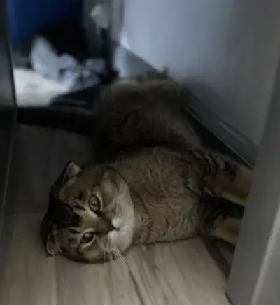 PURE BRED SCOTISH FOLD, View more