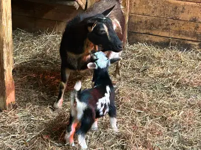 Doe with buckling and Doeling Pygmy/ND cross Doe is 3 yrs old, disbudded Brown Buckling and Doeling...