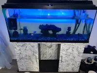 75 Gal Fish Tank and Pump