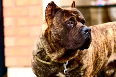 Presa Canario Male Rehoming GTA Area, View more