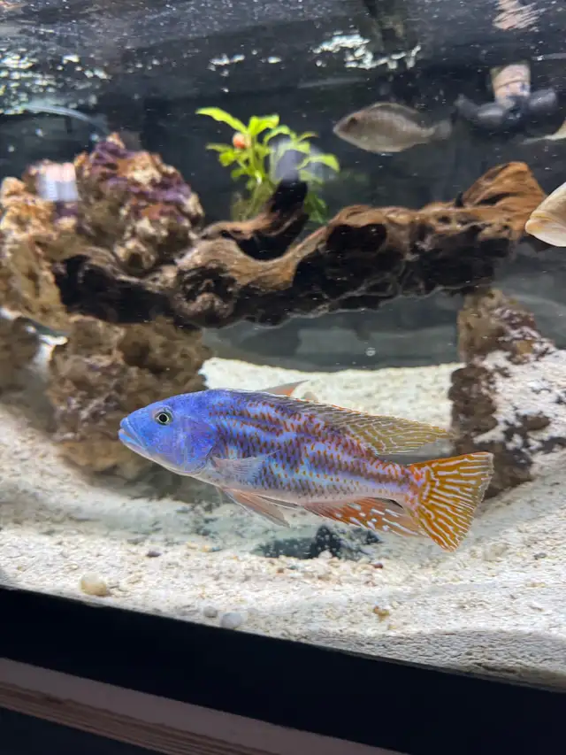 Nimbochromis Fuscotaeniatus in Fish for Rehoming in Mississauga / Peel Region - Image 3
