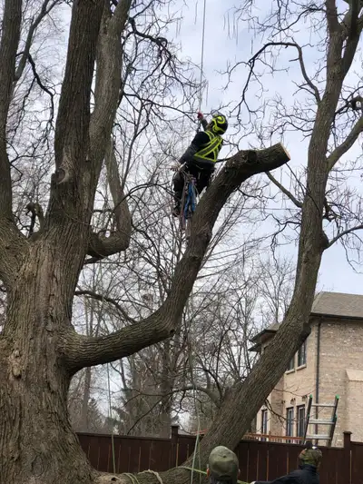 TOP-RATED TREE SERVICE IN GTA – FAST, SAFE & AFFORDABLE!, View more