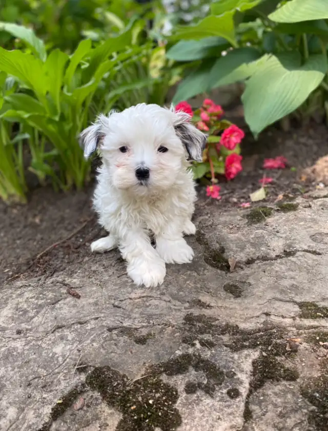Snuggly Malshi puppies in Dogs & Puppies for Rehoming in Kitchener / Waterloo - Image 8