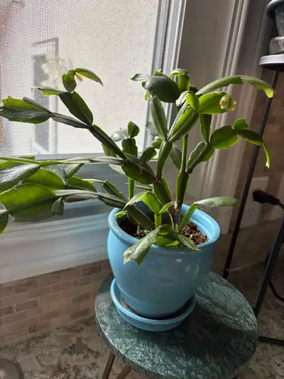 Christmas Cactus, View more