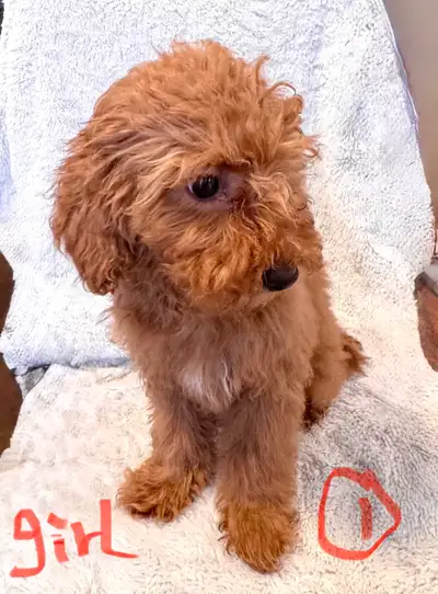 Mini poodles, View more