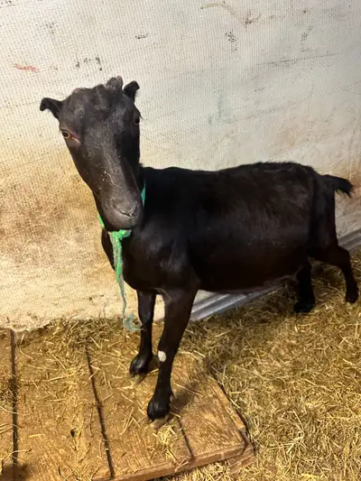 Goat for Sale, View more