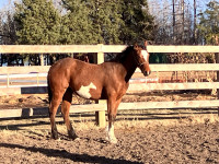 1 year old filly 