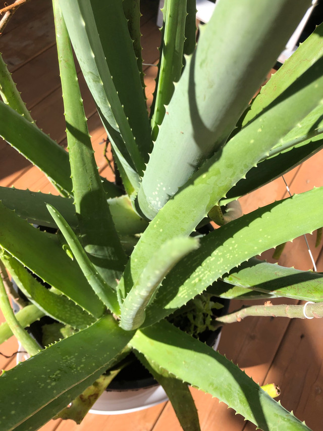 Aloe Vera plant in Outdoor Décor in Markham / York Region - Image 4