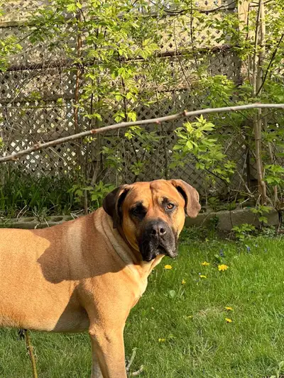 Presa Canario, View more