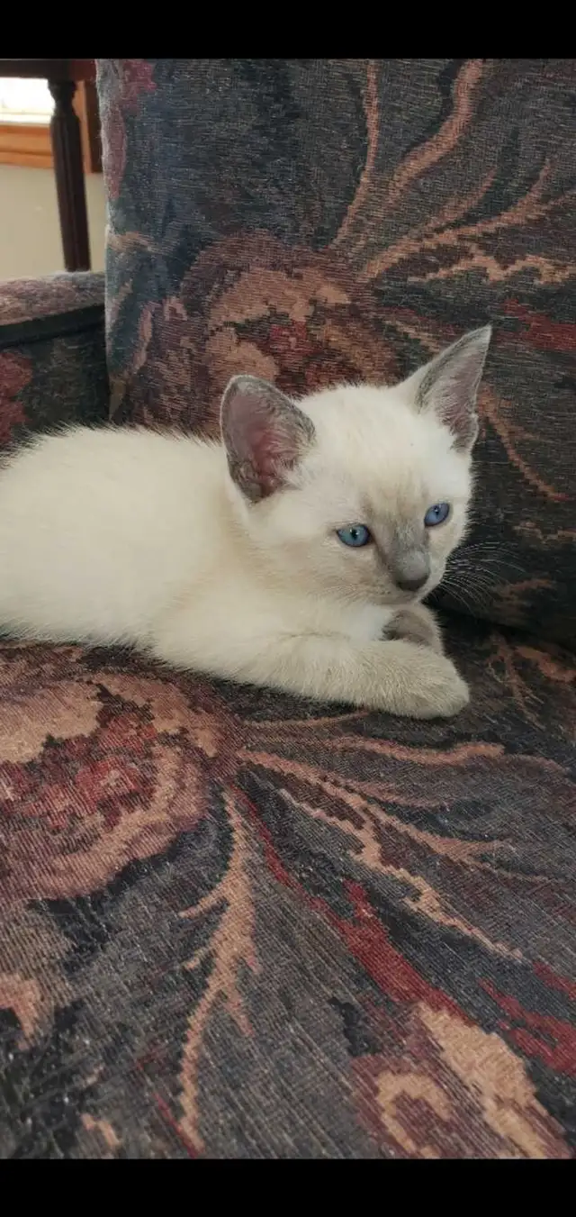 Siamese Kittens in Cats & Kittens for Rehoming in Oakville / Halton Region - Image 9