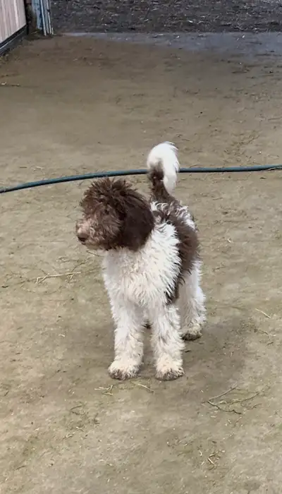 Purebred Standard Poodle Puppies DONT MISS OUT ON YOUR FUREVER FAMILY MEMBER!! Only 1 Chocolate/whit...
