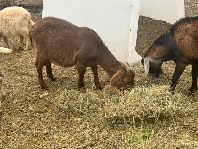 Mixed breed goats  in Livestock in North Bay - Image 7