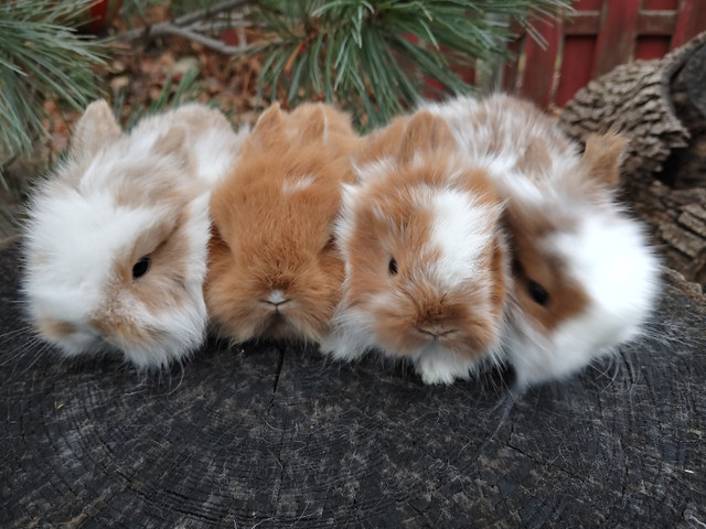 EXTRAORDINARY Baby Lionhead Bunny Rabbit in Small Animals for Rehoming in Kingston - Image 2