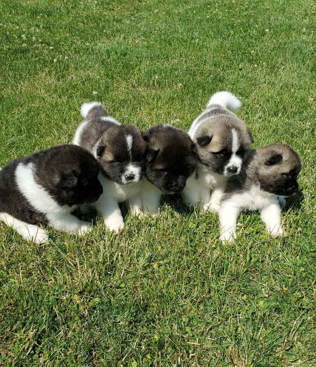 Canadian Kennel Club registered Akita puppies! Dogs & Puppies for