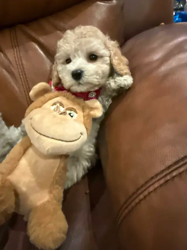 Gorgeous female Bichonpoo puppy in Dogs & Puppies for Rehoming in City of Toronto - Image 4