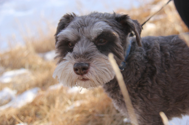 Adorable Pet Portraits - $45 in Animal & Pet Services in Edmonton - Image 2