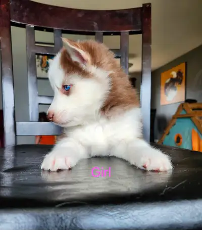Update: Only 1 Male Pup left Pups have been Spayed/Neutered & Micro Chipped as of May 30th. Thanks t...