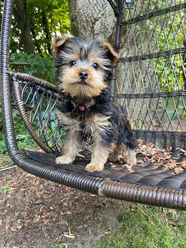 Beautiful Male Yorkie Available❤️ in Dogs & Puppies for Rehoming in Markham / York Region - Image 7