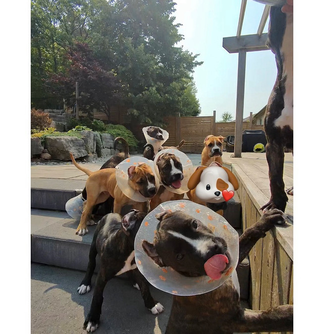 Argentino X Corso  Puppies are now  11 Weeks old ! in Dogs & Puppies for Rehoming in Barrie - Image 3